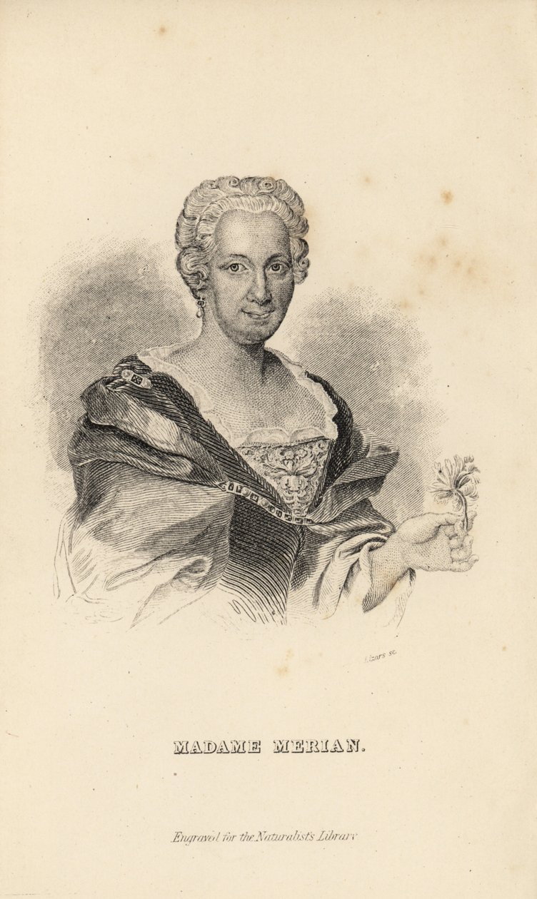 Madame Merian o Maria Sybilla Merian, naturalista, entomologa e illustratrice scientifica tedesca, 1647-1717 da Unknown