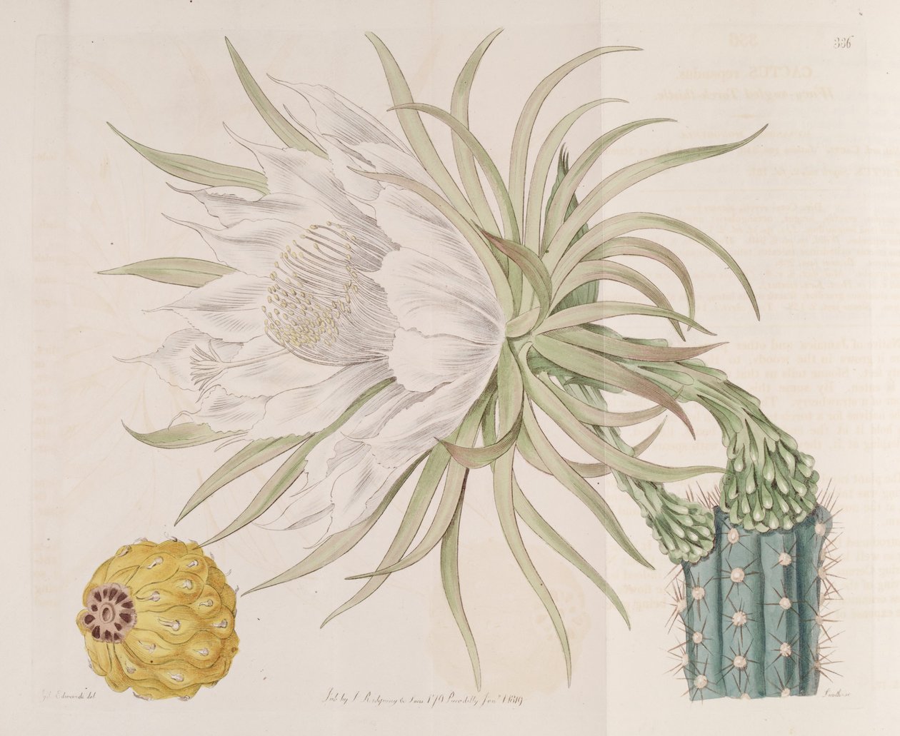 Harrisia gracilis da Edwards