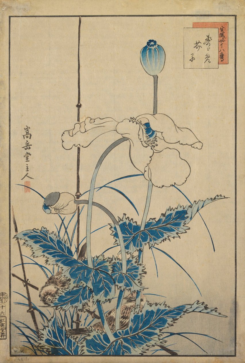 Uccello sopra i papaveri da Nakayama Sugakudo