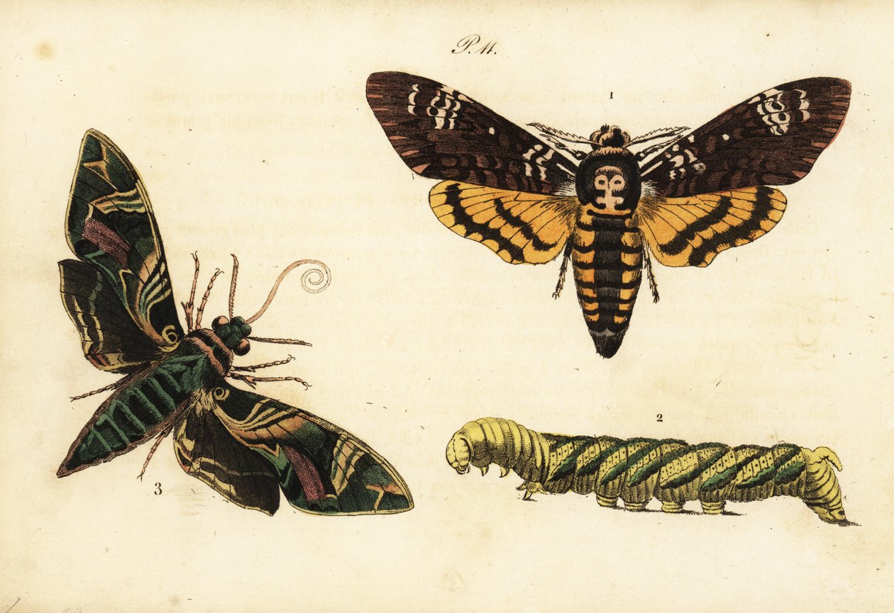 Sfinge testa di morto africana e larva, Acherontia atropos, e altre da Unknown