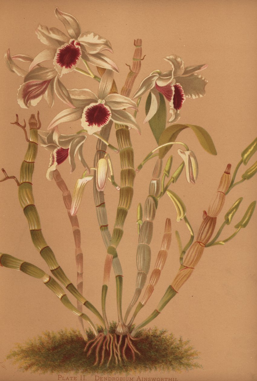 Orchidea dendrobium ibrida di Ainsworth, Dendrobium x ainsworthii da Unknown