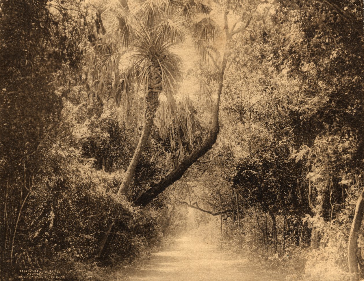 Brickell Hammock, Florida, c.1910 da Unknown