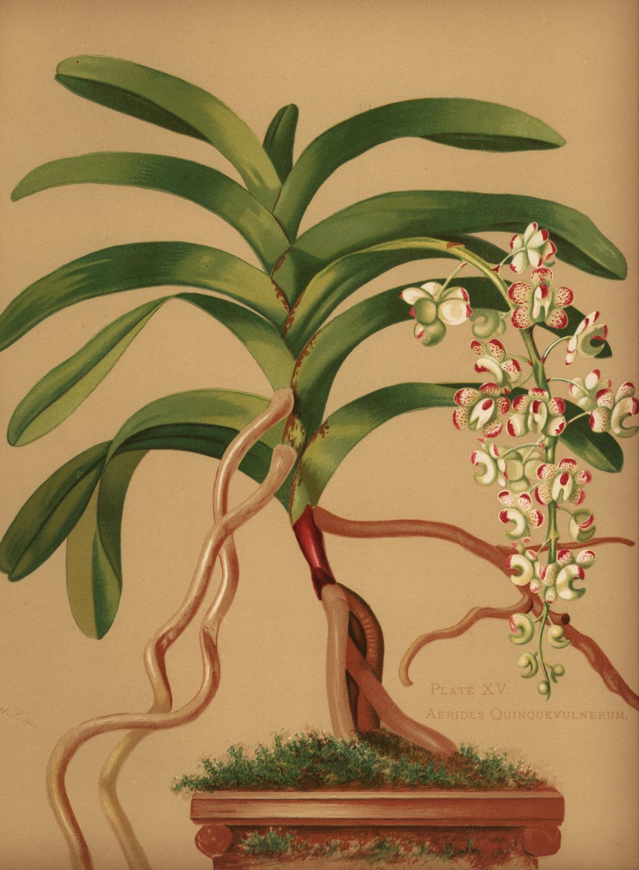 Orchidea coda di gatto o spazzola di volpe, Aerides quinquevulnera da Unknown