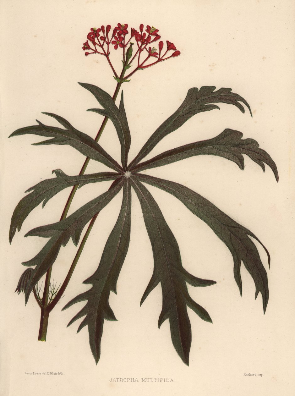 Cespuglio di corallo, Jatropha multifida da Unknown
