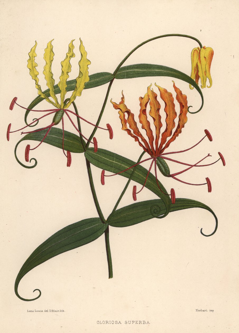 Giglio di fuoco, Gloriosa superba da Unknown