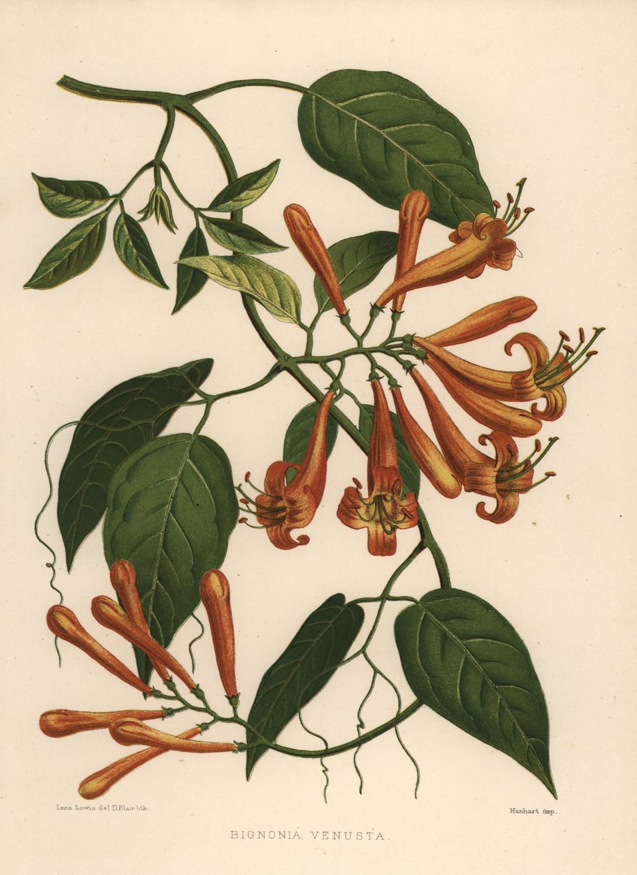 Vite fiammeggiante o vite a tromba arancione, Pyrostegia venusta (Bignonia venusta) da Unknown