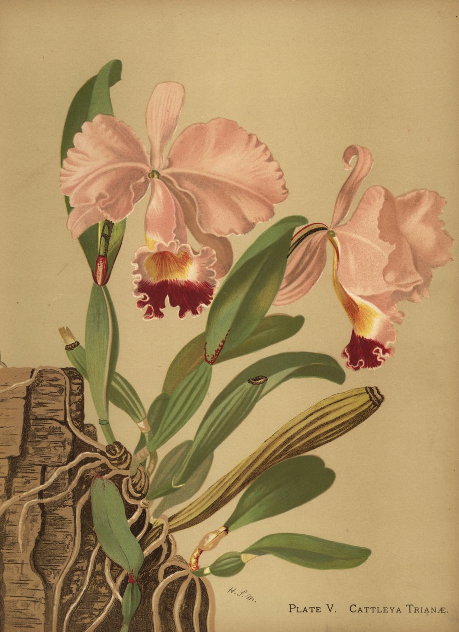Flor de Mayo o orchidea di Natale, Cattleya trianae da Unknown