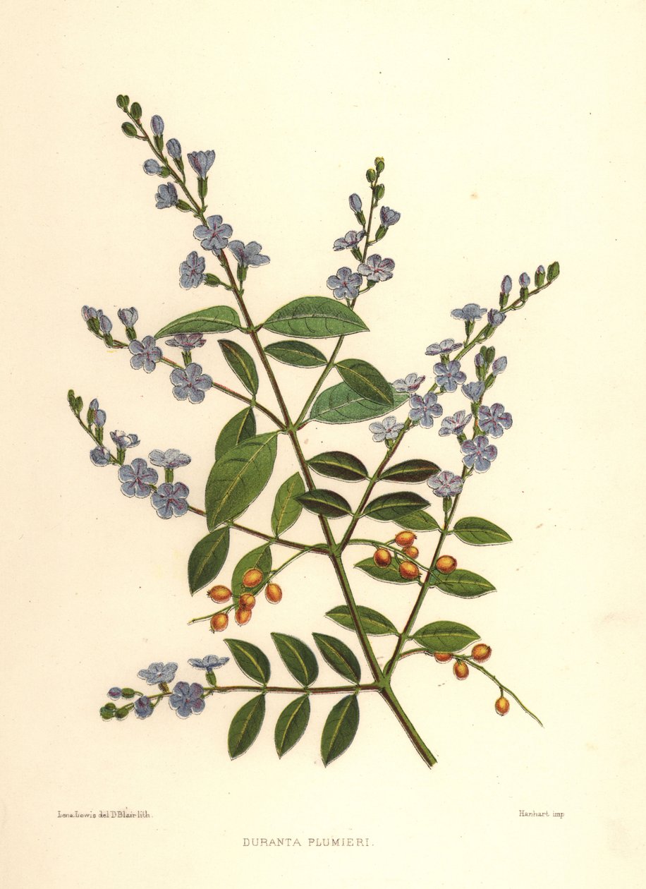 Duranta erecta (Duranta plumieri) da Unknown