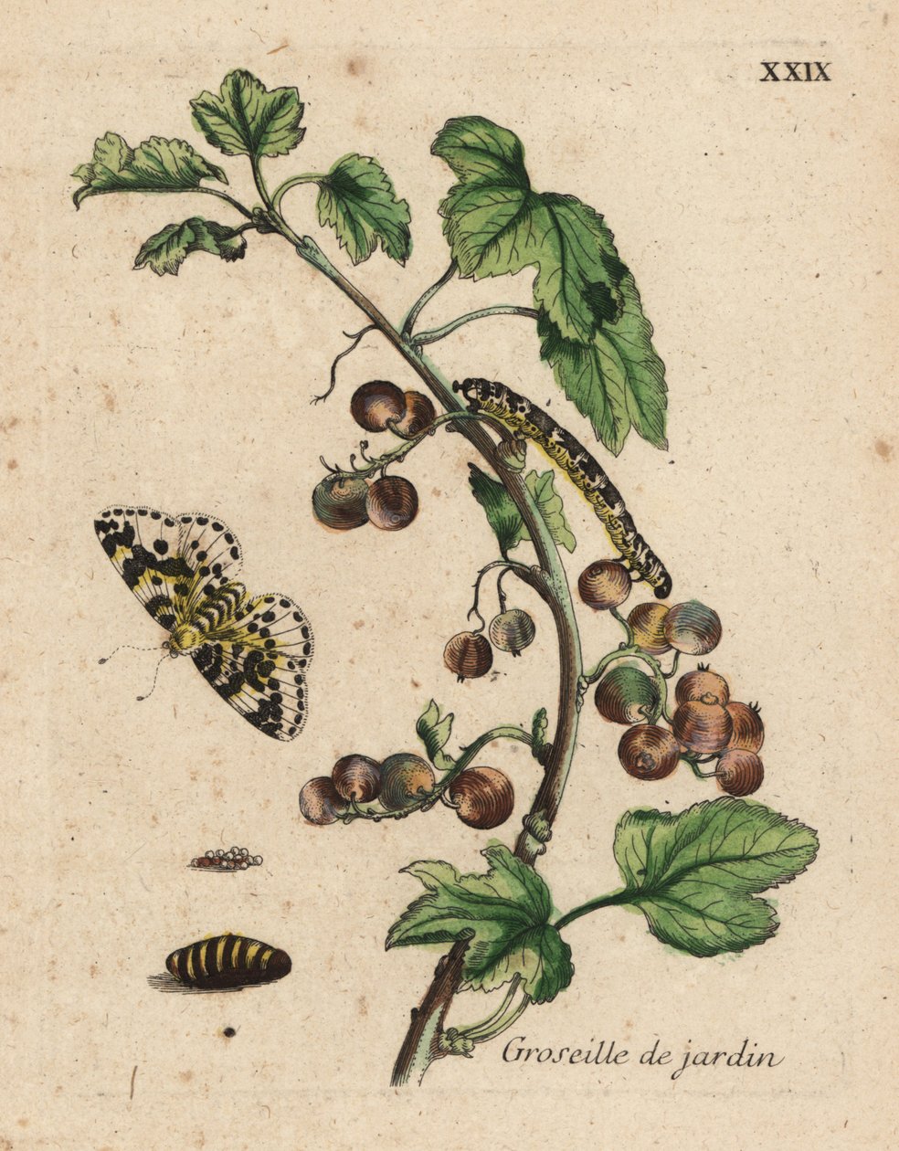 Pianta di uva spina, groseille de jardin, Ribes uva-crispa con falena, bruco e pupa, Tavola XXIX da Unknown