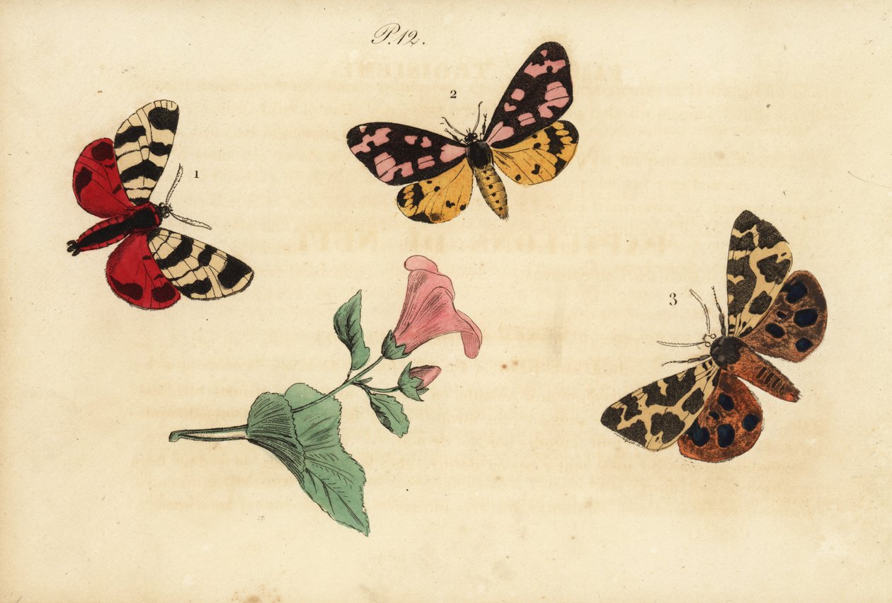 Falena tigre di Hebe, Arctia festiva, e altre da Unknown