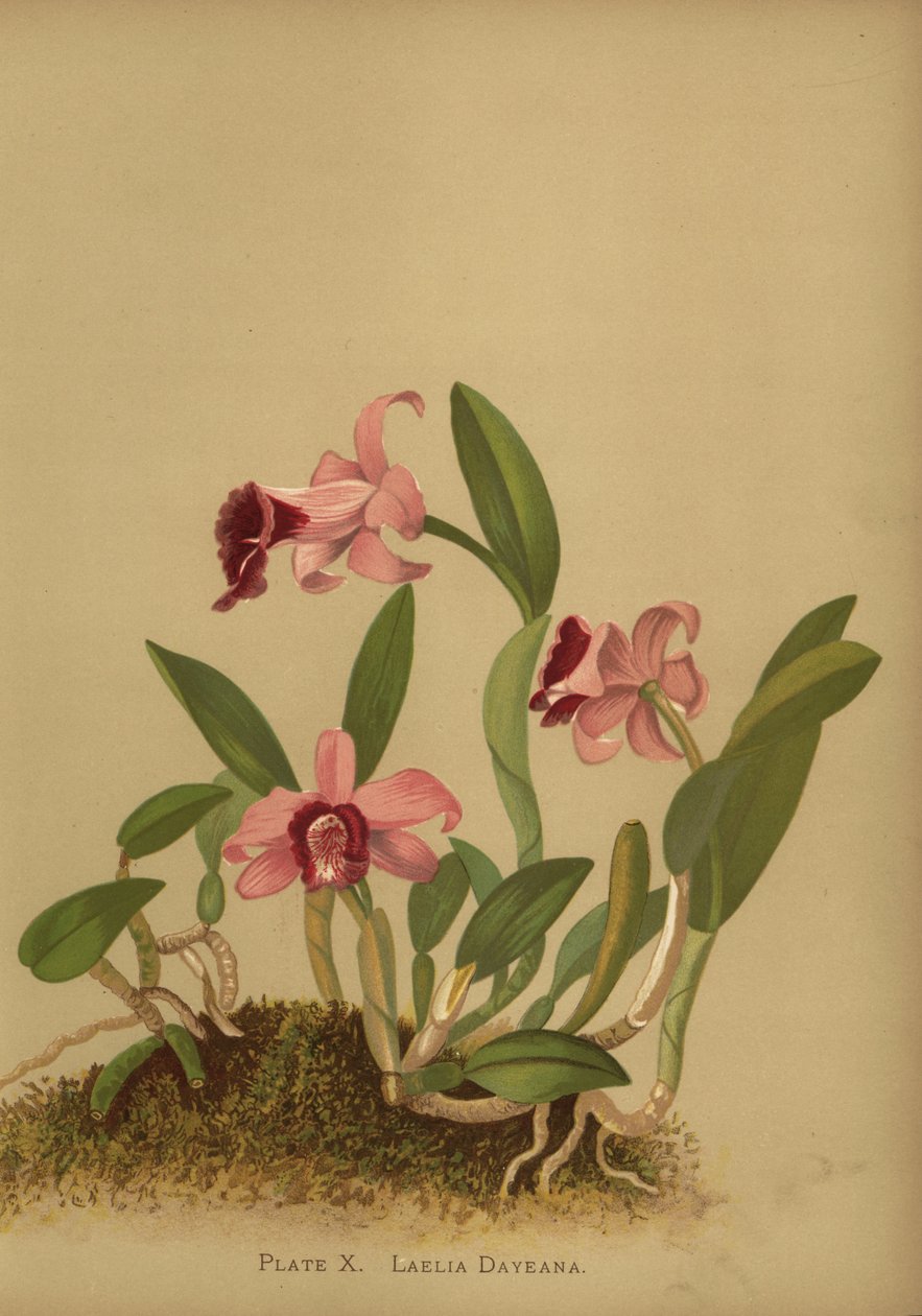 Laelia dayana o Cattleya bicalhoi da Unknown