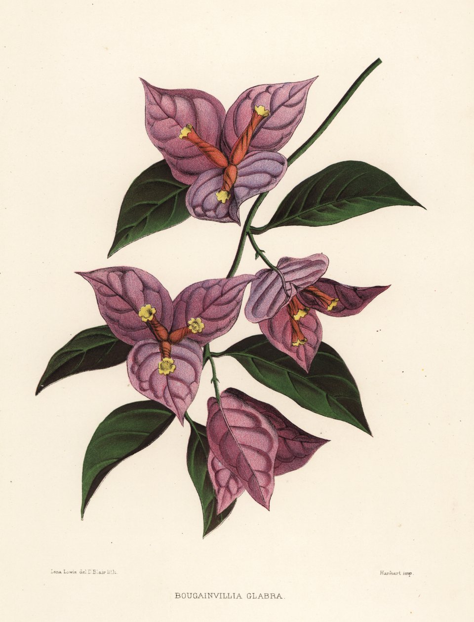 Bougainvillea glabra (Bougainvillia glabra) da Unknown