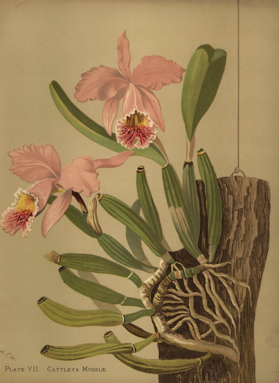 Cattleya di Moss o orchidea di Pasqua, Cattleya mossiae da Unknown