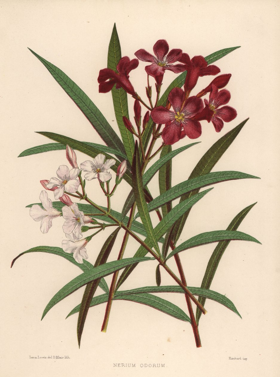 Oleandro, Nerium oleander (Nerium odorum) da Unknown