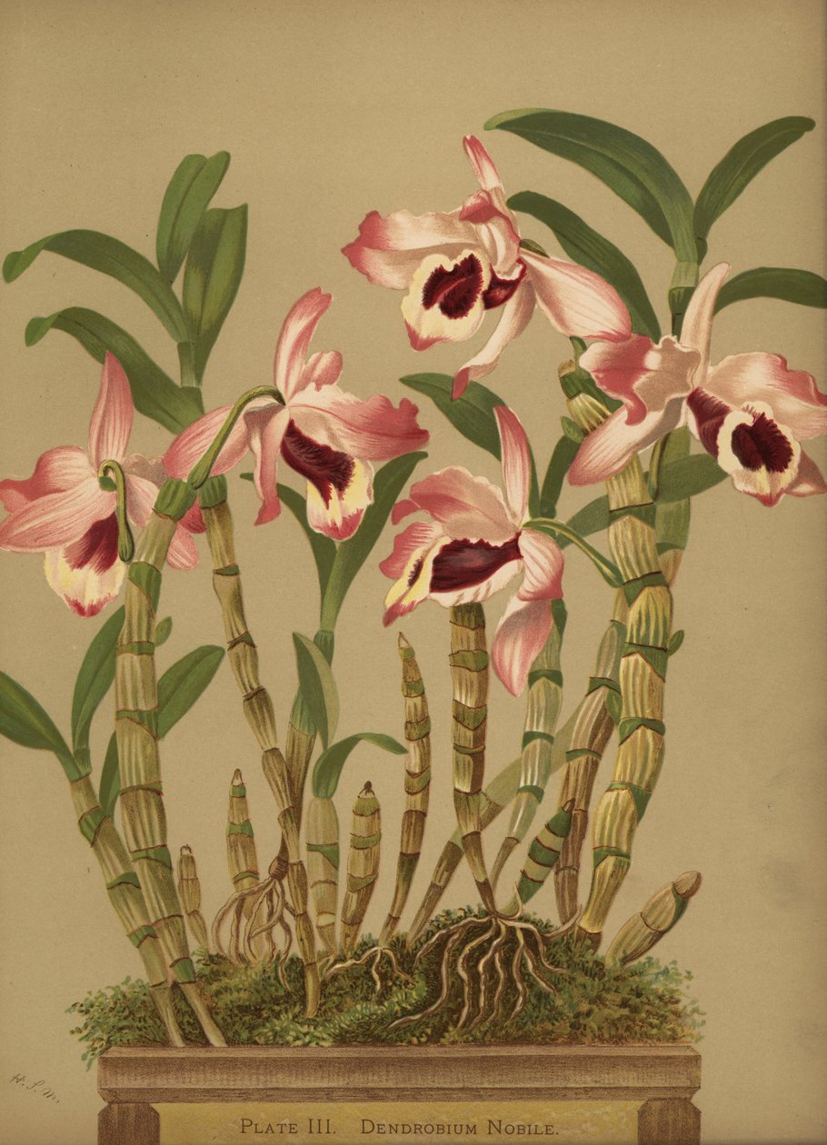 Nobile dendrobium, Dendrobium nobile da Unknown