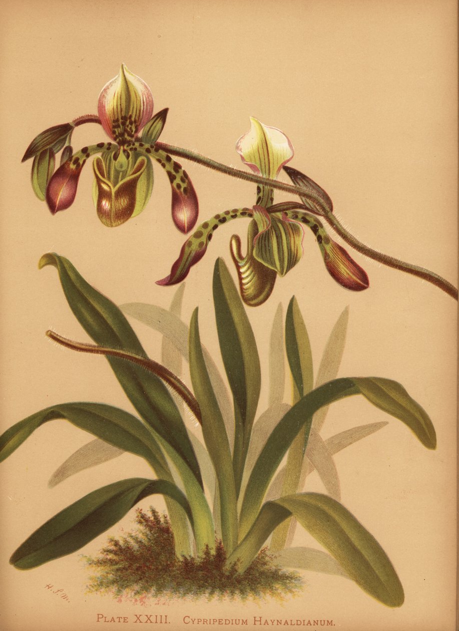 Orchidea Paphiopedilum haynaldianum da Unknown