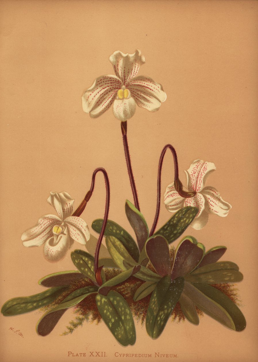 Orchidea Paphiopedilum niveum da Unknown