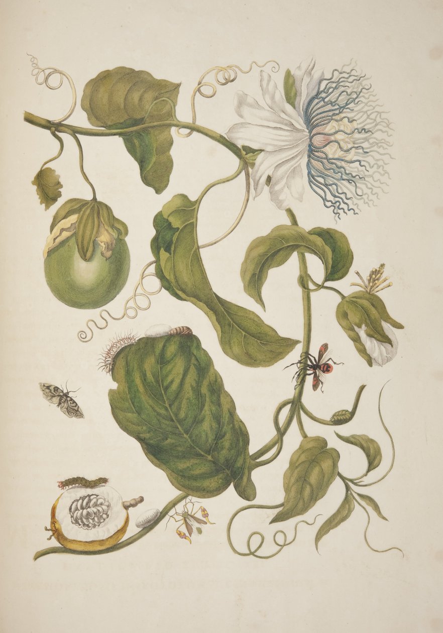 Tavola XXI da Metamorphosis Insectorum Surinamensium di Maria Sibylla Merian, 1705 da Unknown