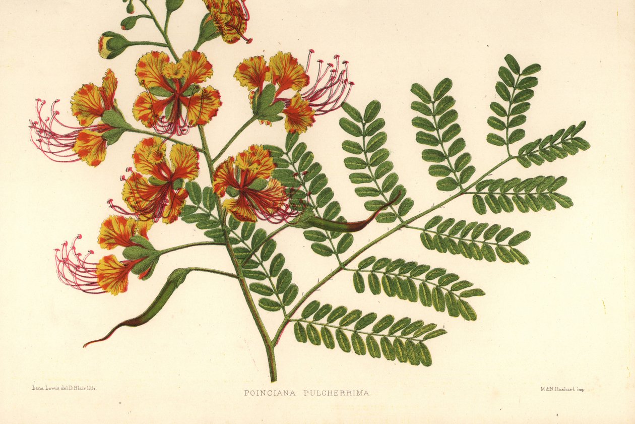 Poinciana, Caesalpinia pulcherrima (Poinciana pulcherrima) da Unknown