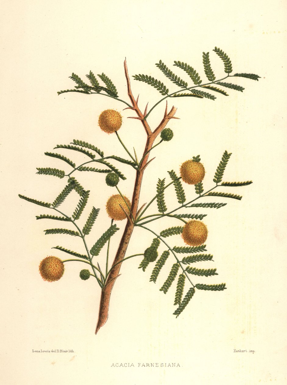 Acacia farnesiana da Unknown
