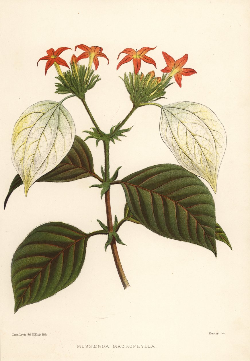 Radice dolce, Mussaenda macrophylla da Unknown