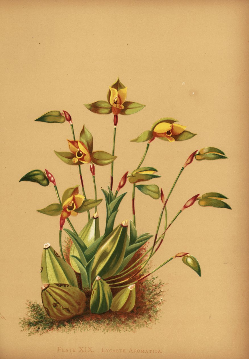 Orchidea lycaste profumata, Lycaste aromatica da Unknown