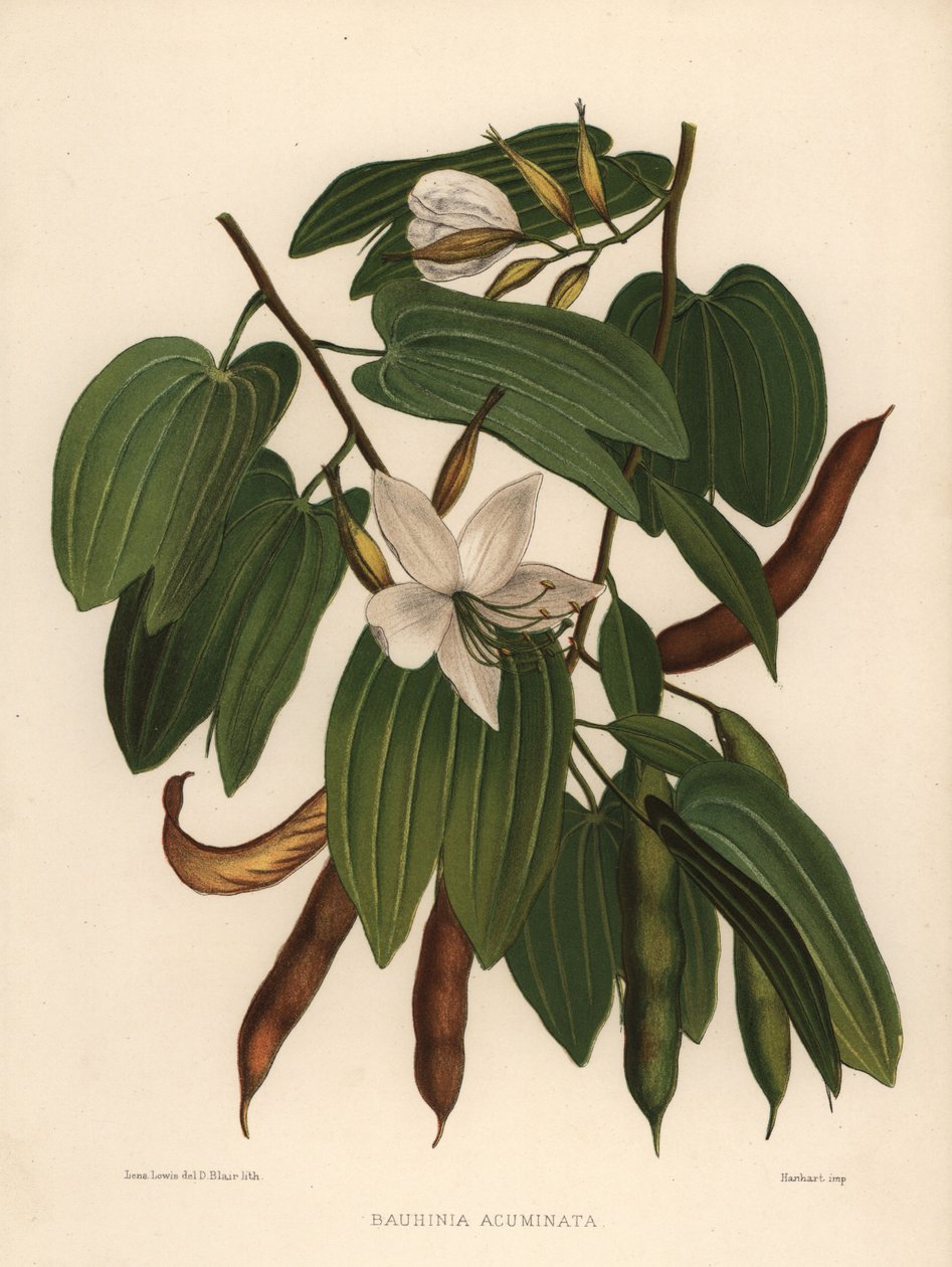 Bauhinia acuminata da Unknown