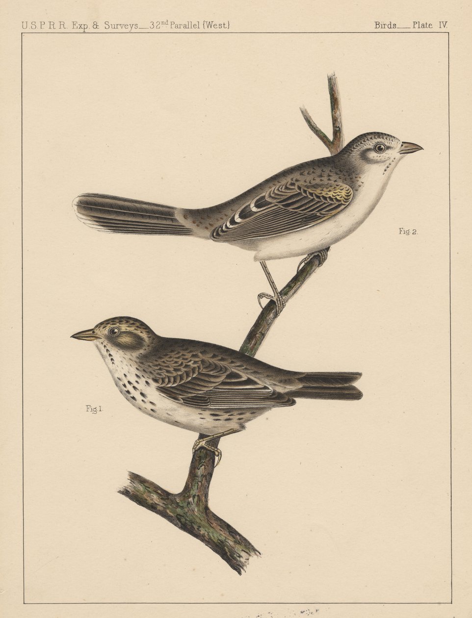 Uccelli, Tavola IV da American School