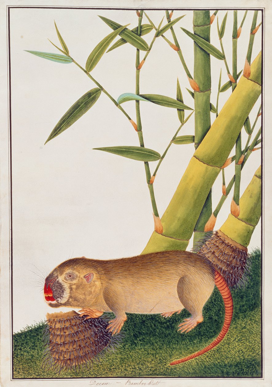 Ratto di bambù, Decan, da Disegni di animali, insetti e rettili di Malacca, c.1805-18 da Chinese School