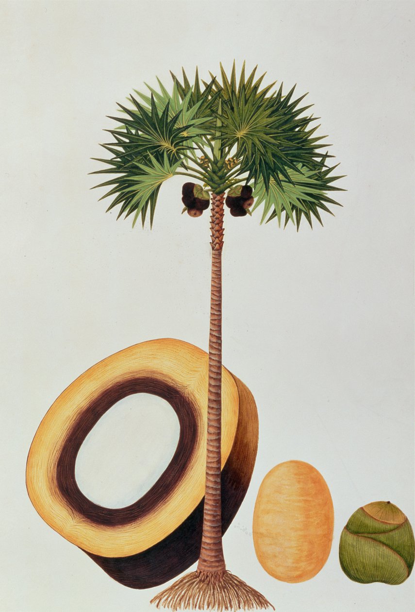 Booah Lontar o Palmyra Borassus, da Disegni di Piante di Malacca, c.1805-18 da Chinese School
