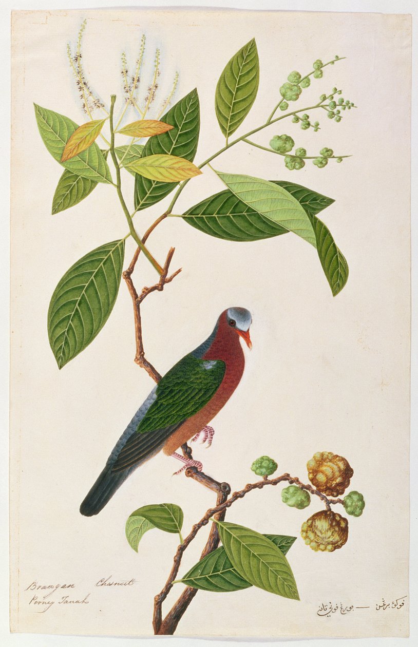 Brangan Castagna, Pooney Tanah, da Disegni di Uccelli di Malacca, c.1805-18 da Chinese School