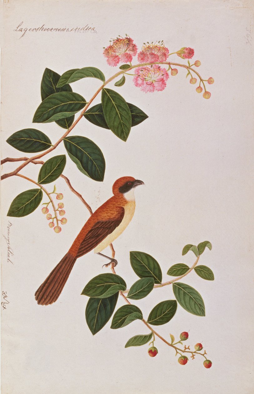 Averla bruna, da Disegni di Uccelli di Malacca, c.1805-18 da Chinese School