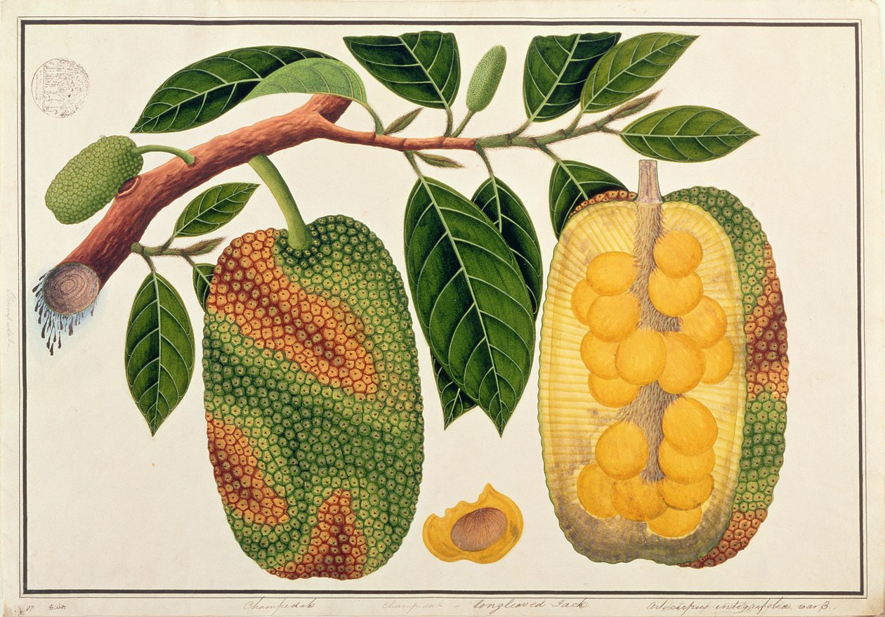 Champedak Artocarpus integrifolia o Jack a foglia lunga, da Disegni di Piante di Malacca, c.1805-18 da Chinese School