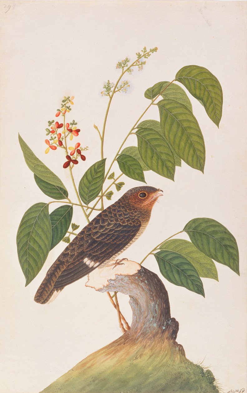 Broadbill Scuro, da Disegni di Uccelli di Malacca, c.1805-18 da Chinese School