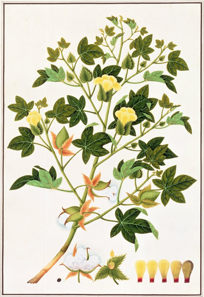 Gopypium Arboreum o Pianta di Cotone, c.1805-18 da Chinese School