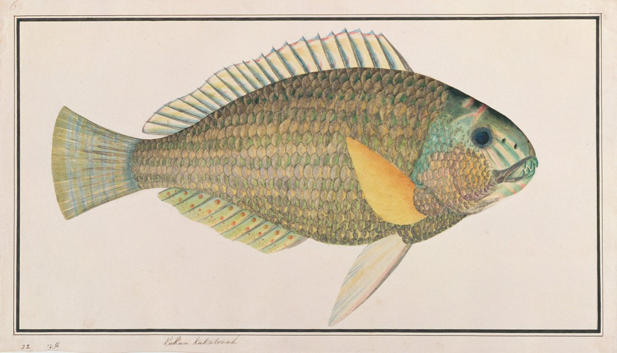 Labrido verde, da Disegni di pesci di Malacca, c.1805-18 da Chinese School