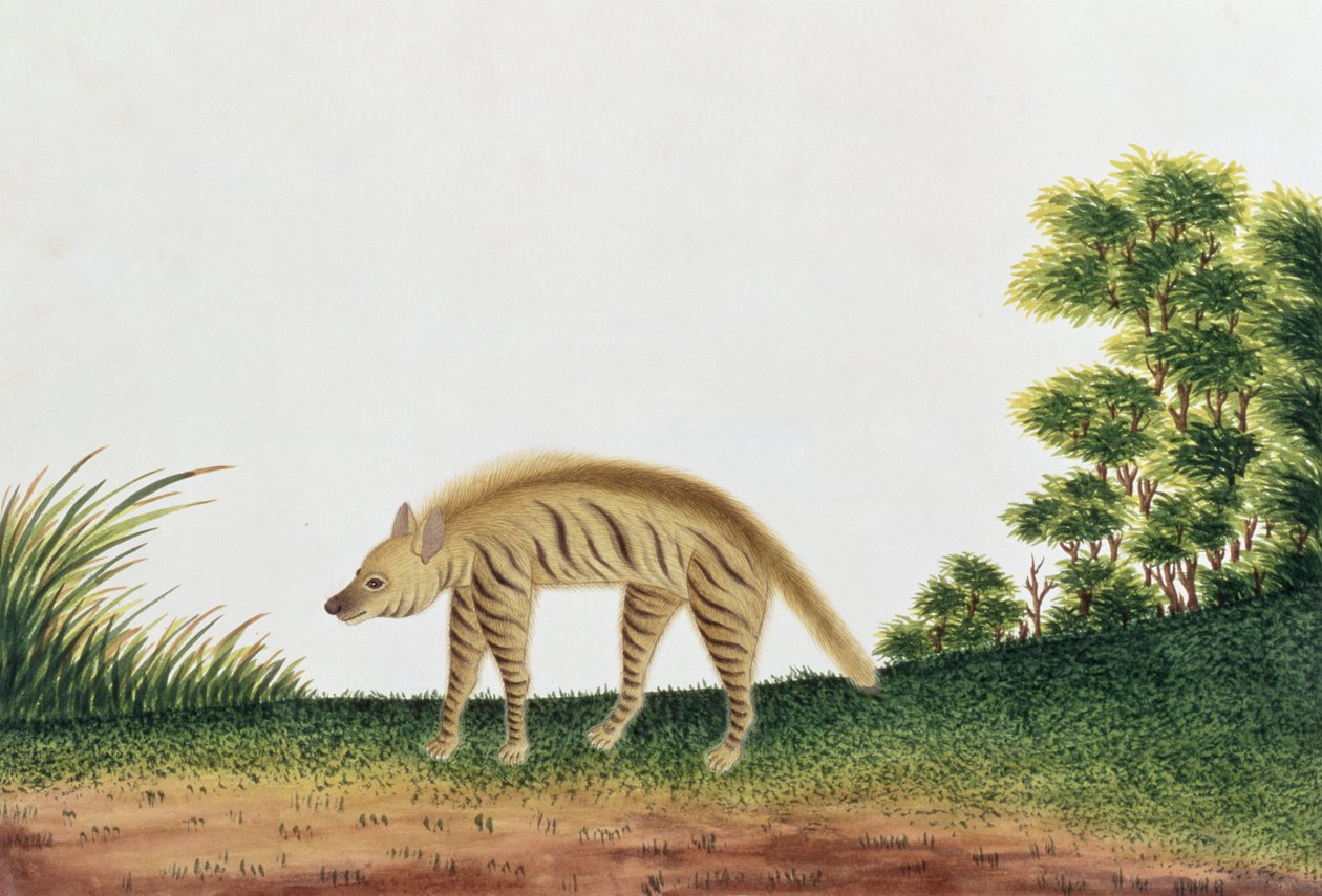 Iena, da Disegni di Animali, Insetti e Rettili di Malacca, c.1805-18 da Chinese School