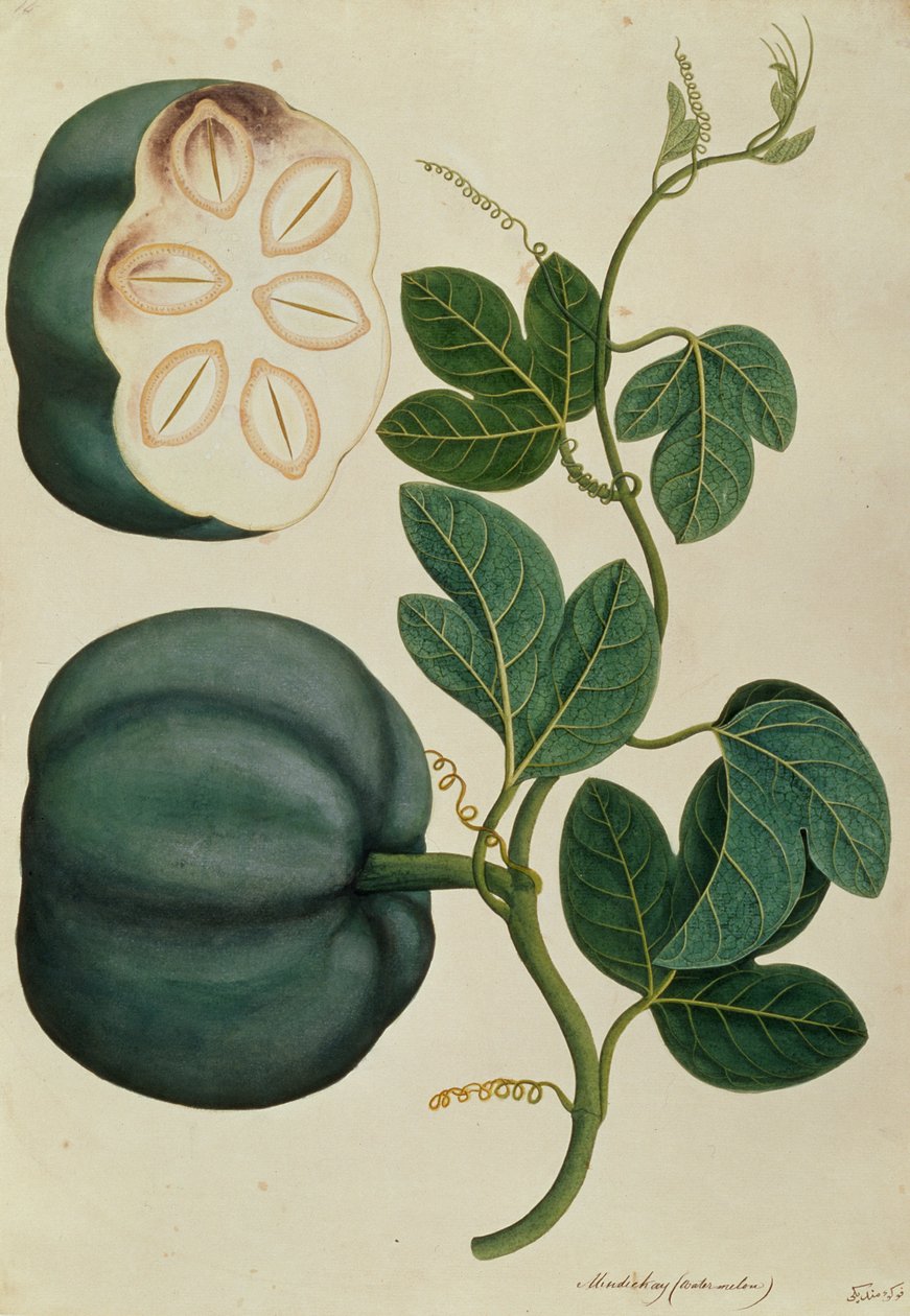 Mendickay o Anguria, da Disegni di Piante di Malacca, c.1805-18 da Chinese School