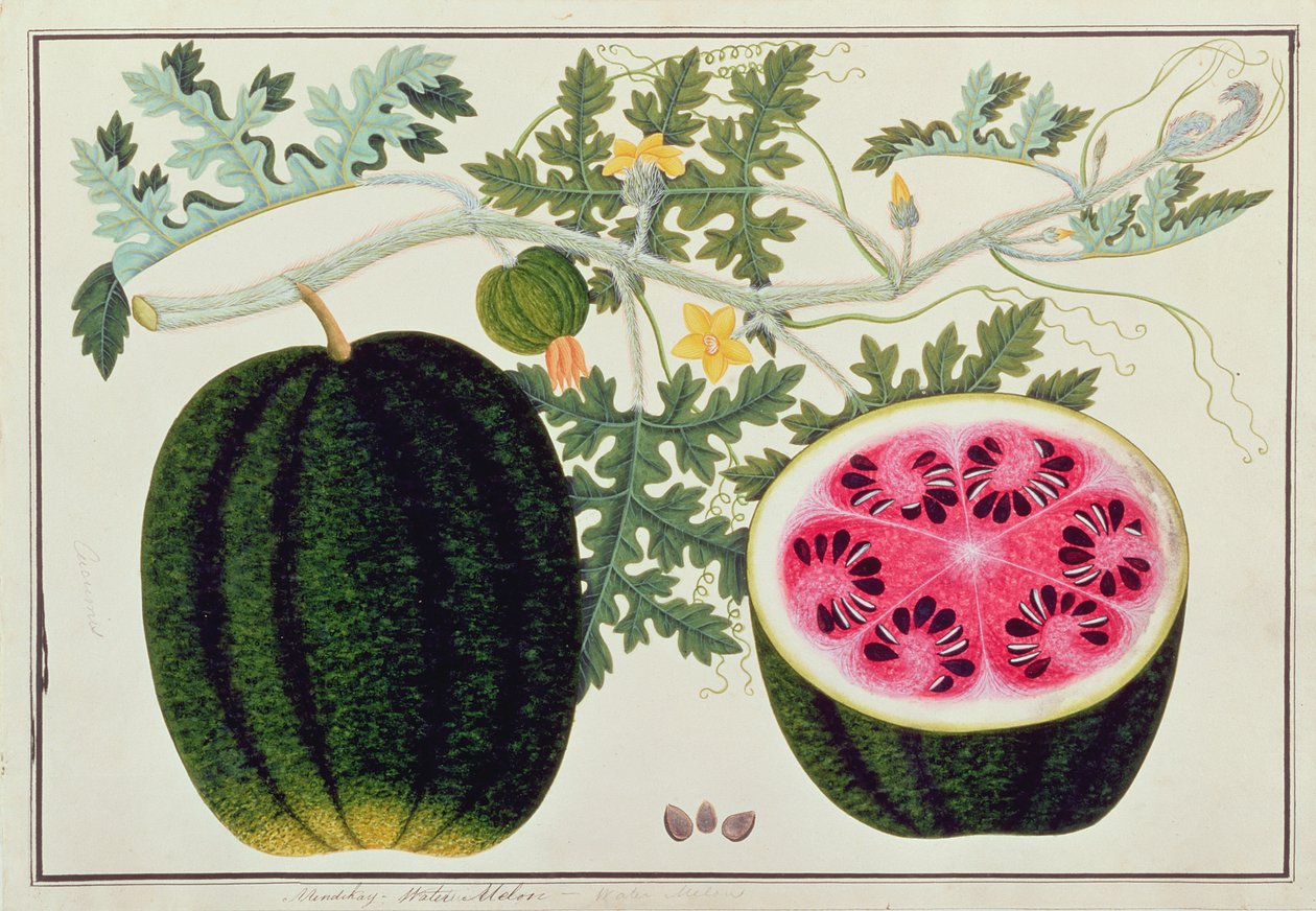 Mindikay o Melone d