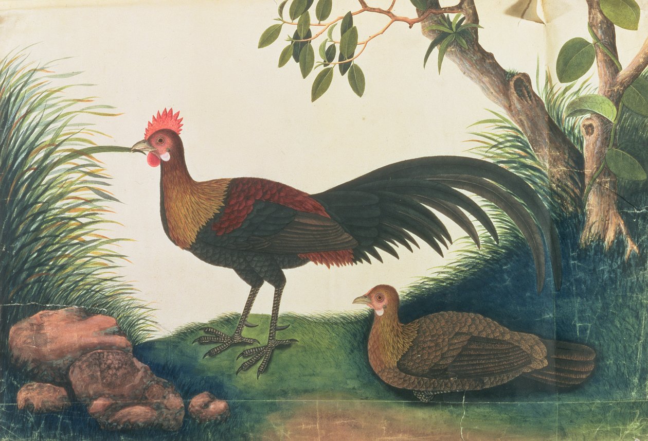 Pollame, da Disegni di uccelli di Malacca, c.1805-18 da Chinese School