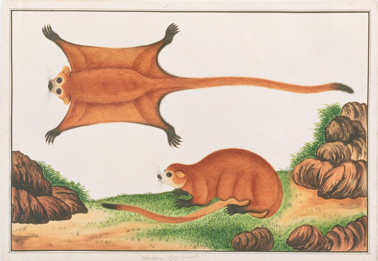 Scoiattolo Volante Gigante Rosso, da Disegni di Animali, Insetti e Rettili di Malacca, c.1805-18 da Chinese School
