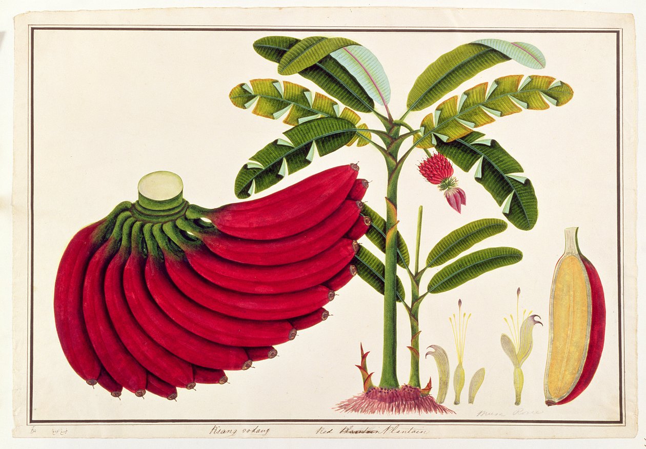 Banano Rosso, Pisang oodang, da Disegni di Piante di Malacca, c.1805-18 da Chinese School
