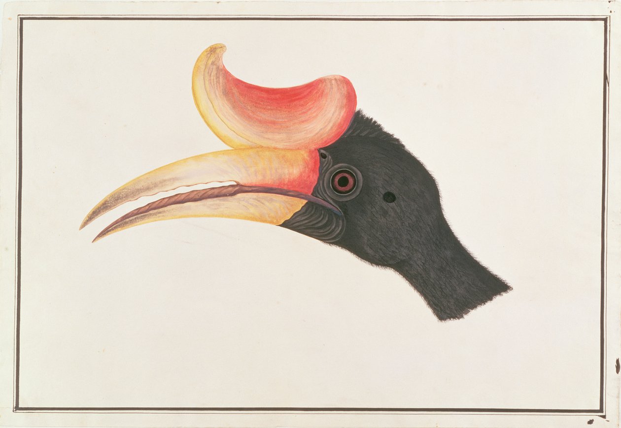 Bucero rinoceronte, da Disegni di uccelli di Malacca, c.1805-18 da Chinese School