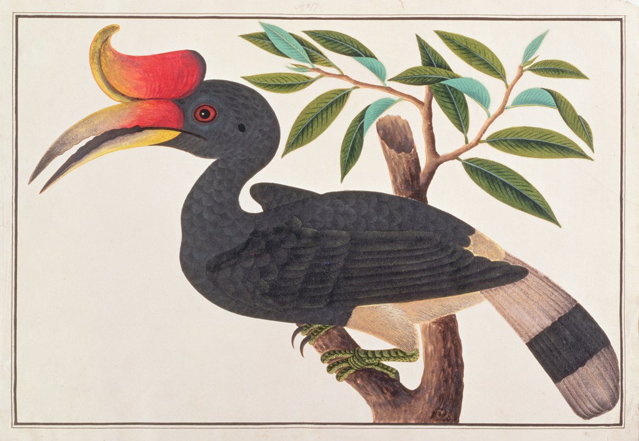 Bucero rinoceronte, da Disegni di uccelli di Malacca, c.1805-18 da Chinese School