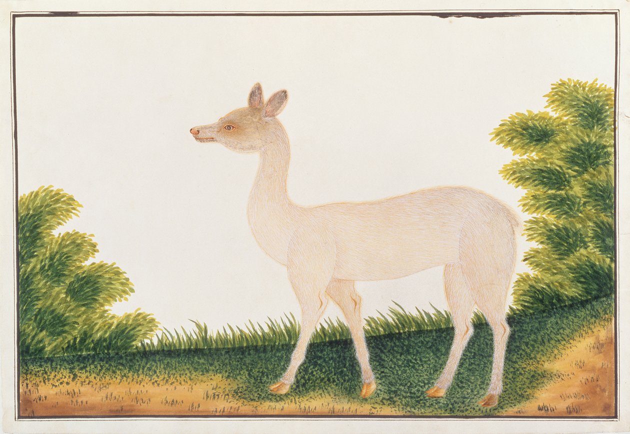 Cervo Sambar, da Disegni di Animali, Insetti e Rettili di Malacca, c.1805-18 da Chinese School