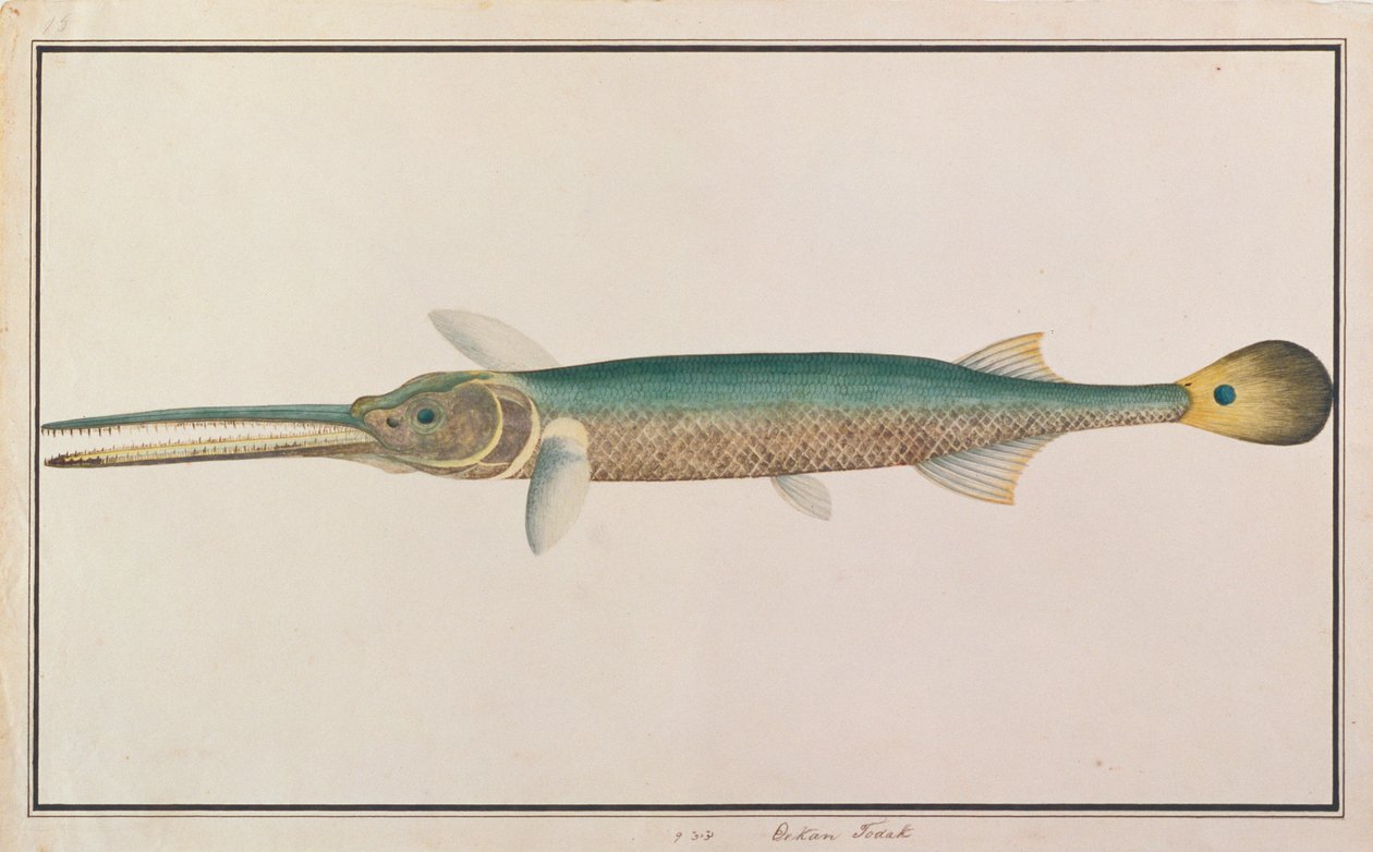 Pesce ago coda macchiata, da Disegni di pesci di Malacca, c.1805-18 da Chinese School