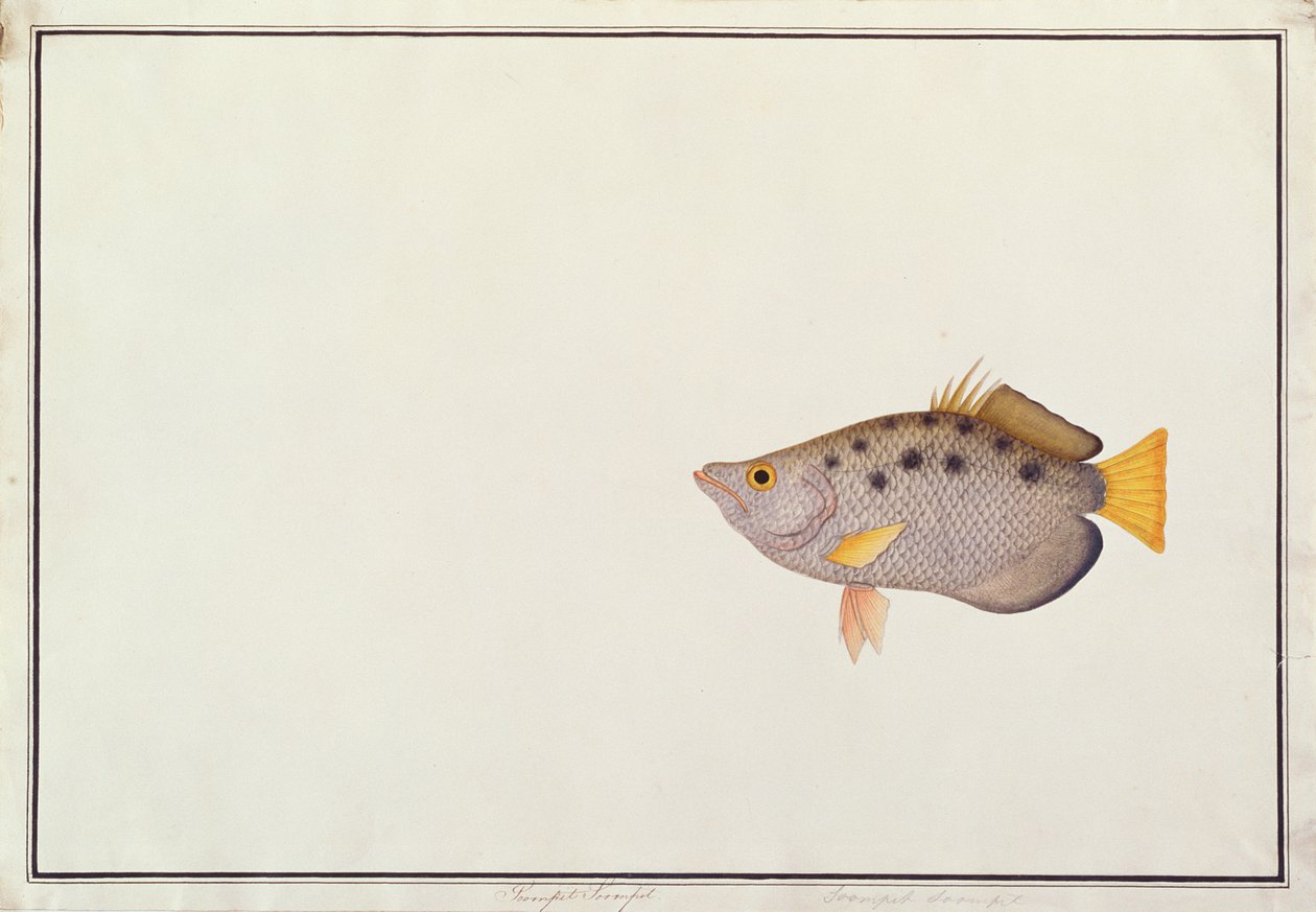 Pesce arciere maculato, da Disegni di pesci di Malacca, c.1805-18 da Chinese School