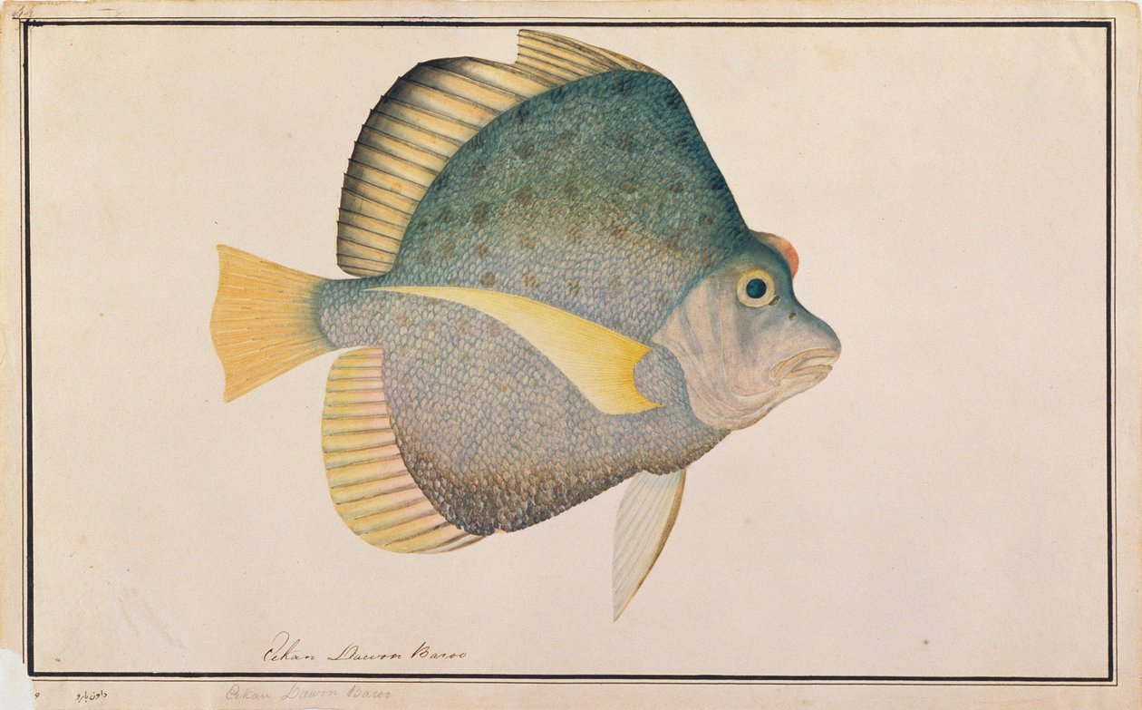 Pesce Falce Maculato, da Disegni di Pesci di Malacca, c.1805-18 da Chinese School