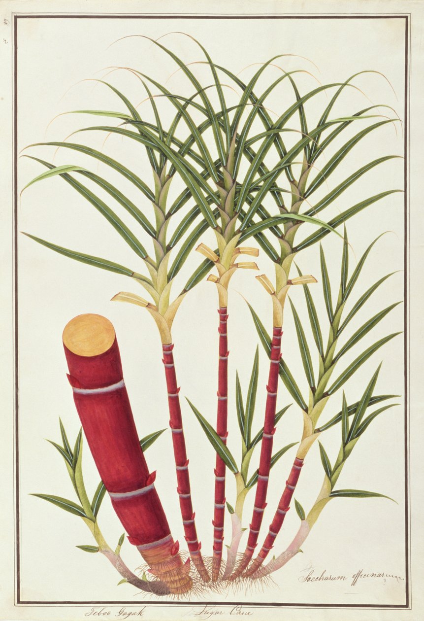 Canna da Zucchero, Teboo Gagak, da Disegni di Piante di Malacca, c.1805-18 da Chinese School