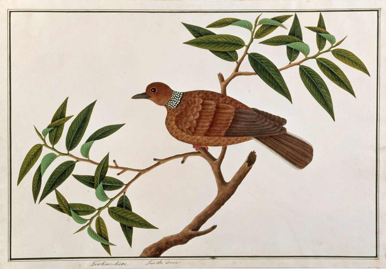 Tortora, Tookoo-Kore, da Disegni di Uccelli di Malacca, c.1805-18 da Chinese School